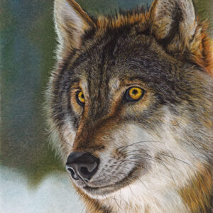 The wolf